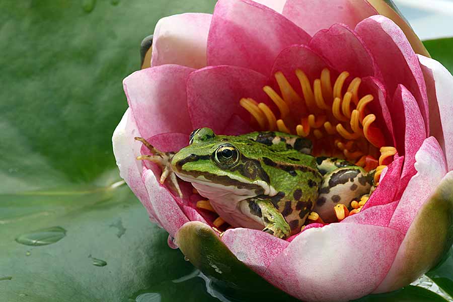 Frosch sitzt in einer Seerose im Teich